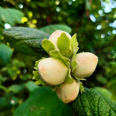 5 EUROPEAN HAZELNUT TREE aka Common Filbert Corylus Avellana Fruit Nut Seeds